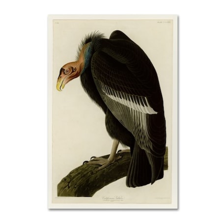 Audubon 'Californian Vultureplate 426' Canvas Art,16x24